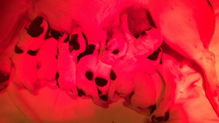 ...eben erst das Licht der Welt erblickt, schon gibt es Konfetti-Parade am 'Buffet' - mit Wärmelampe ;-)